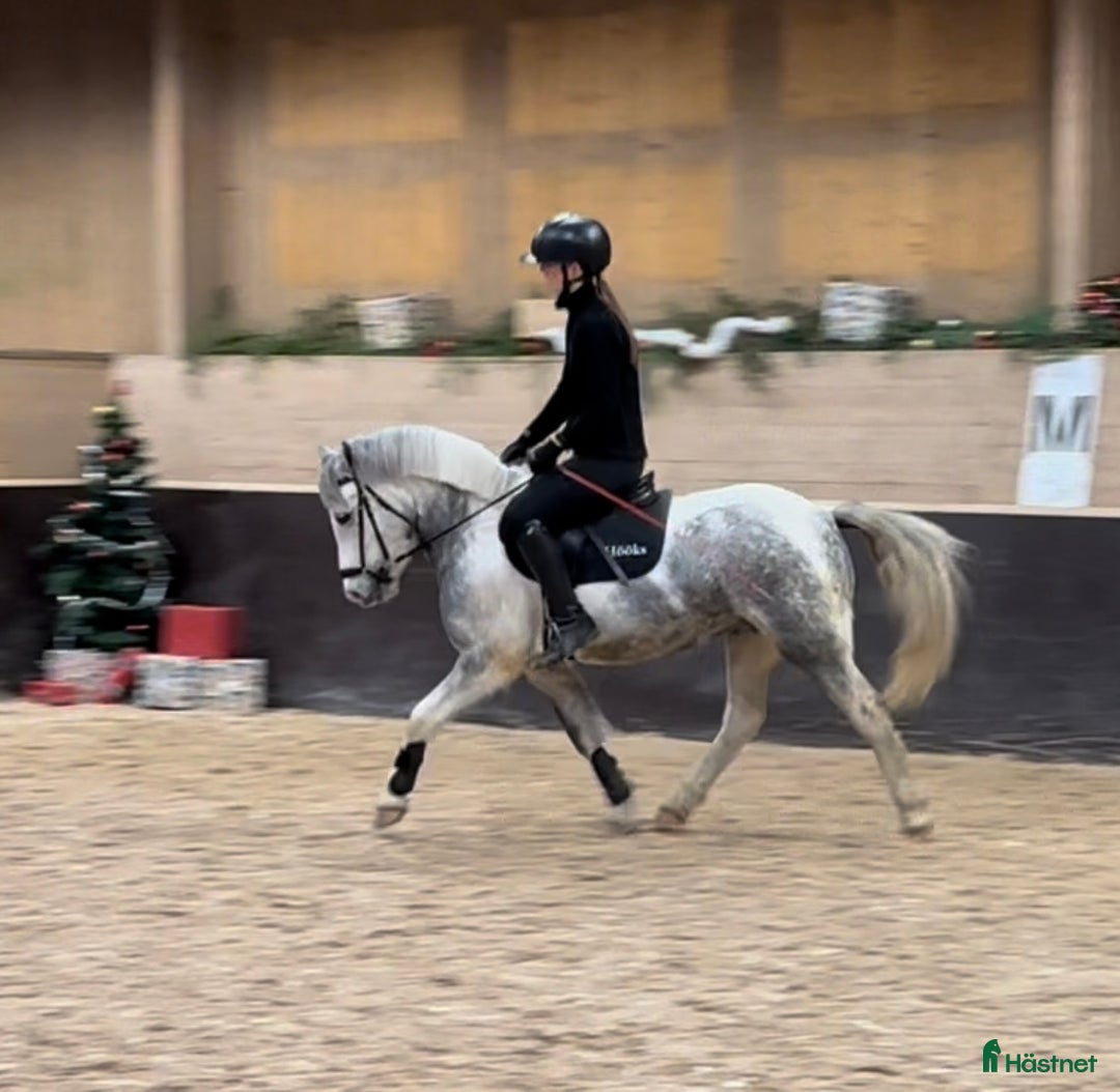 Allround hästar till salu: Fin B-ponny till valfri gren i Hofors - Annons 1