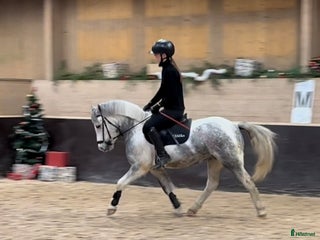 hästar Fin B-ponny till valfri gren i Hofors - Annons 15