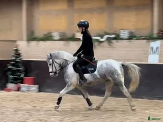 hästar Fin B-ponny till valfri gren i Hofors - Annons 20