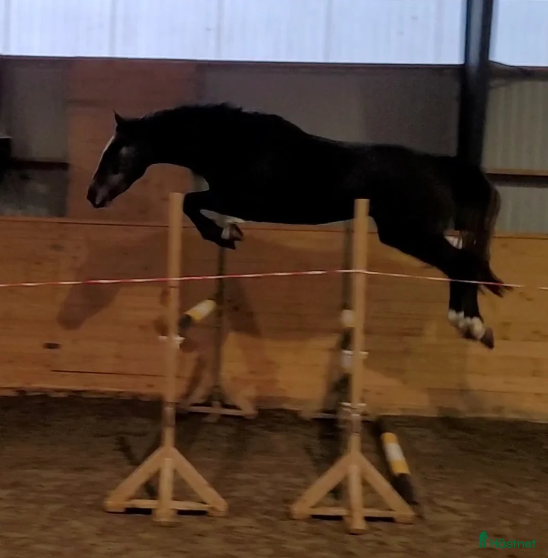 Hoppning hästar till salu: Nybliven 4åring med det där extra! 🌟💫 - Annons 2