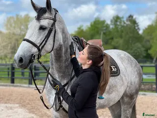 hästar En bra första storhäst! i Knäred - Annons 6