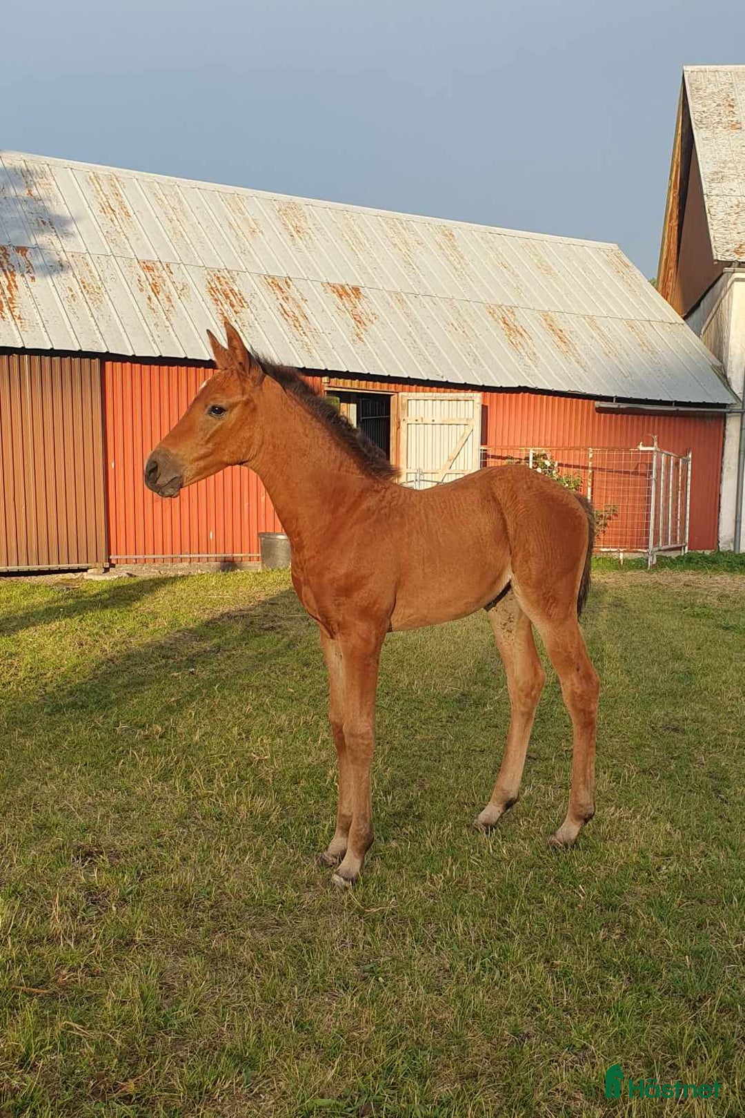 Hoppning hästar till salu: Sto född 2024 i Stånga - Annons 3