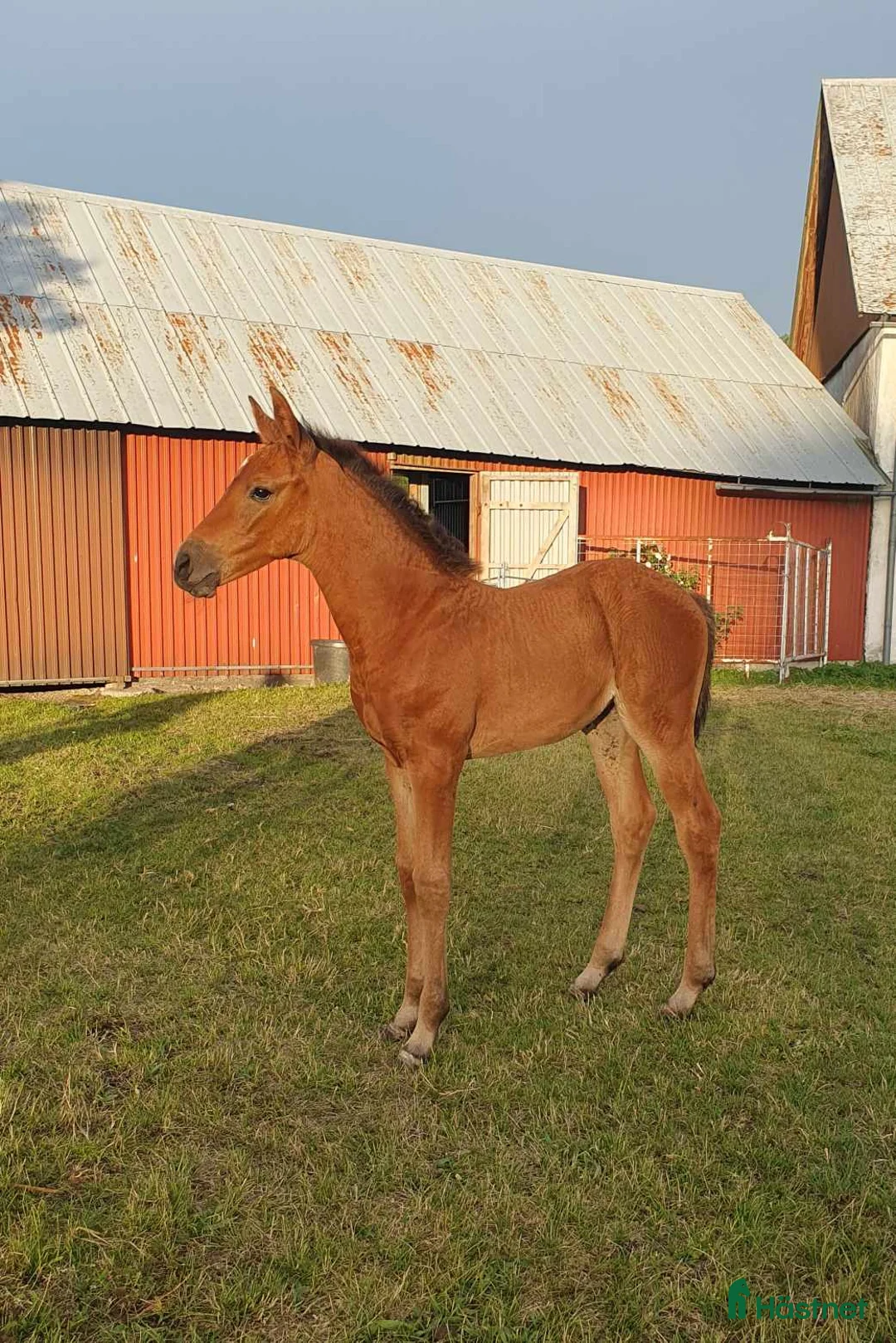 Hoppning hästar till salu: Sto född 2024 i Stånga - Annons 3