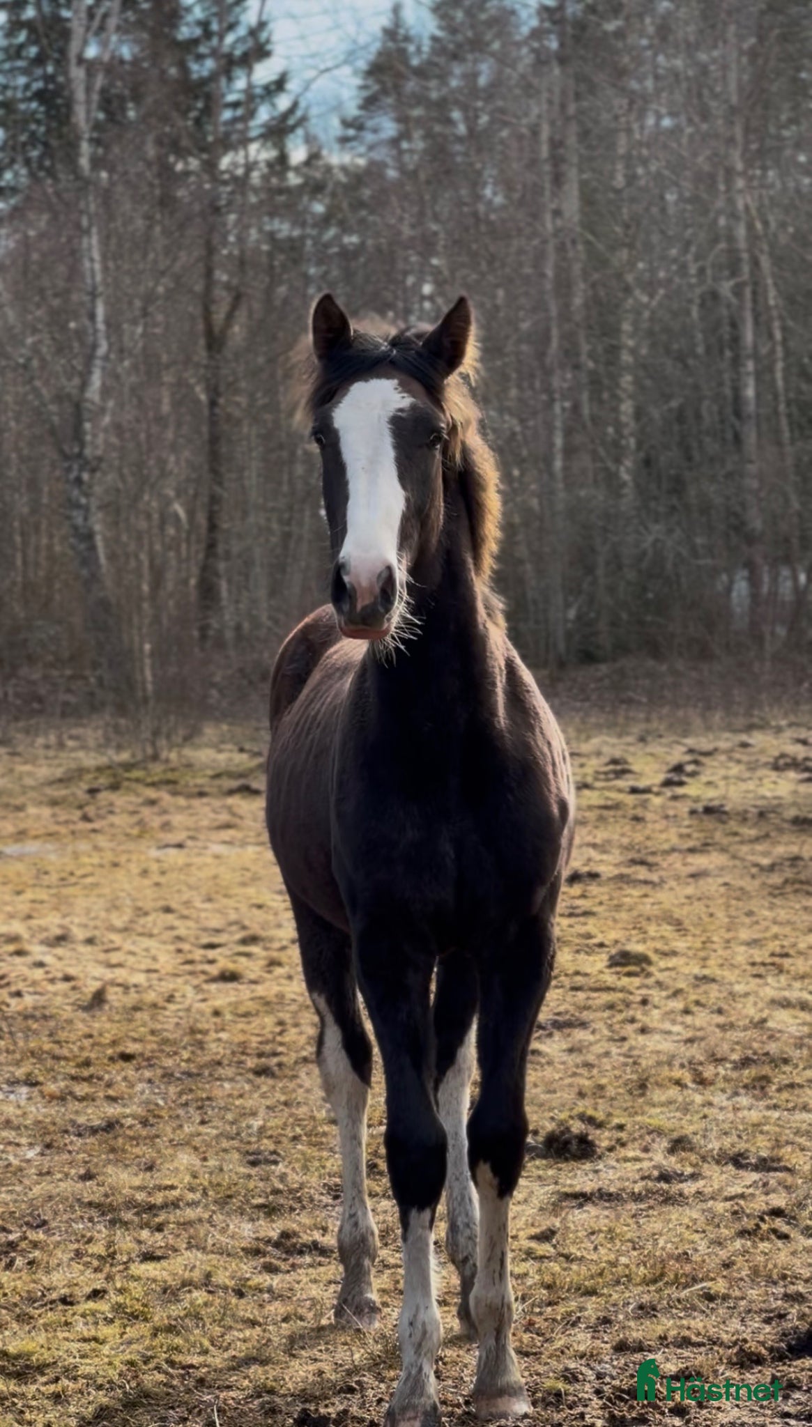  hästar Vackert tecknat stoföl efter Esmeraldo - Annons 12