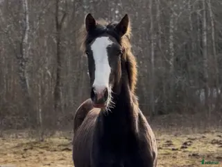 hästar Vackert tecknat stoföl efter Esmeraldo - Annons 12