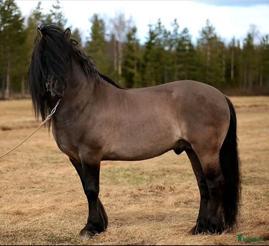 Avelshästar hästar till salu: Unik avelshingst med färgen musblack. - Annons 1