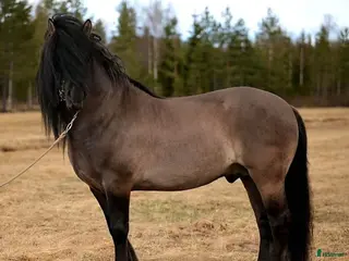 hästar Unik avelshingst med färgen musblack. - Annons 1