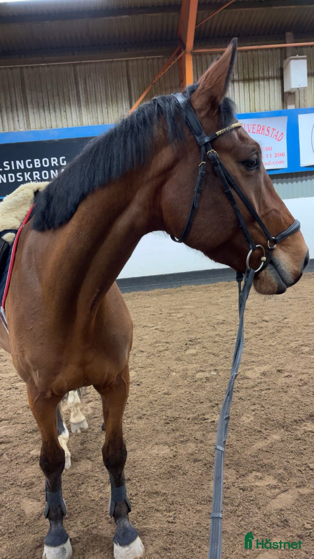  medryttarhäst sökes: Medryttarhäst sökes  i Ramlösa - Annons 1