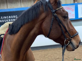 medryttarhäst sökes: Medryttarhäst sökes i Ramlösa - Annons 18