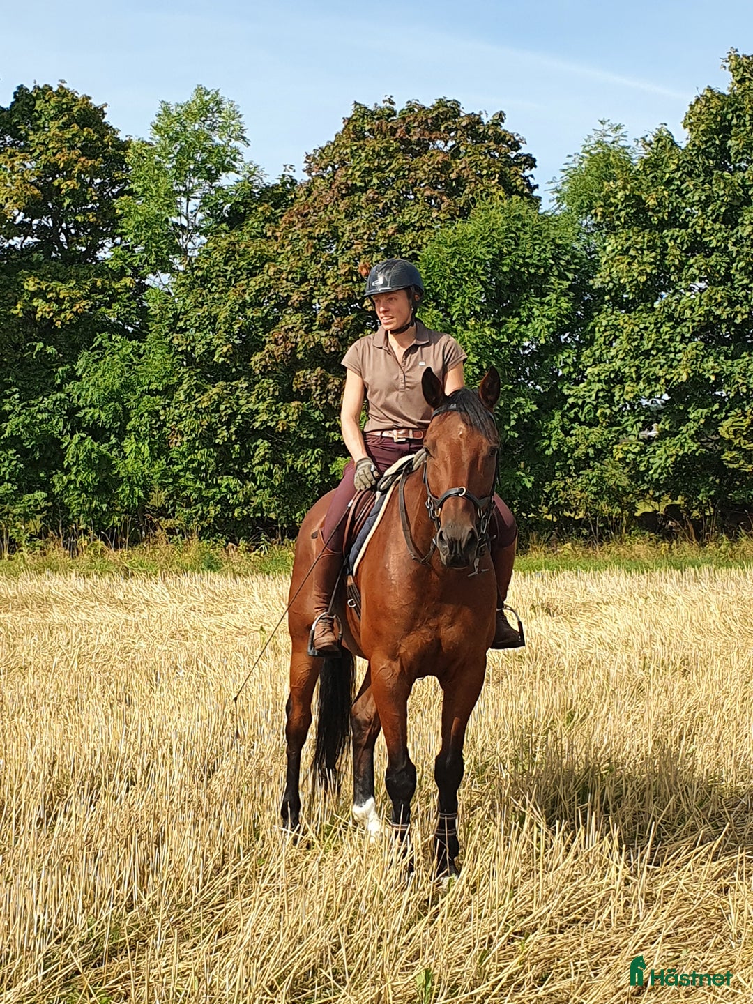 Hoppning hästar till salu: SWB valack söker ryttare i Skövde - Annons 4