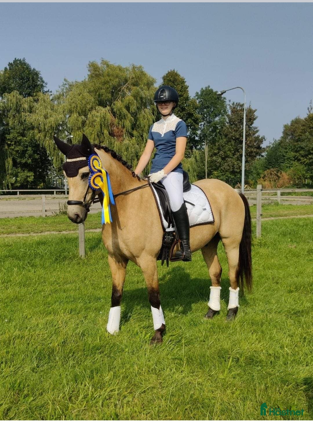  hästar Fei läromästare till salu 🌟 - Annons 12