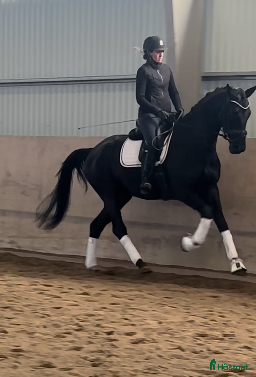  hästar Framtidsämne e. Dancier - Annons 9