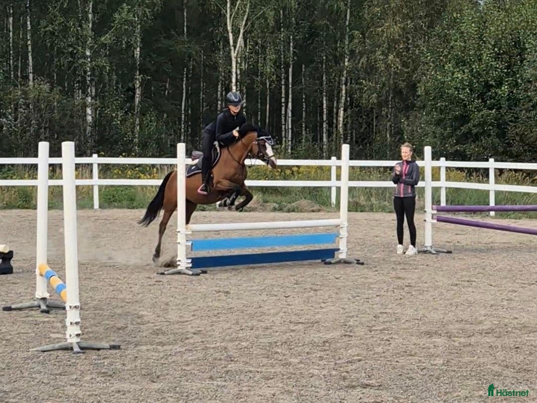  hästar Maxad B-ponny – Freebirds Foxy Lady - inkl sadel - Annons 2