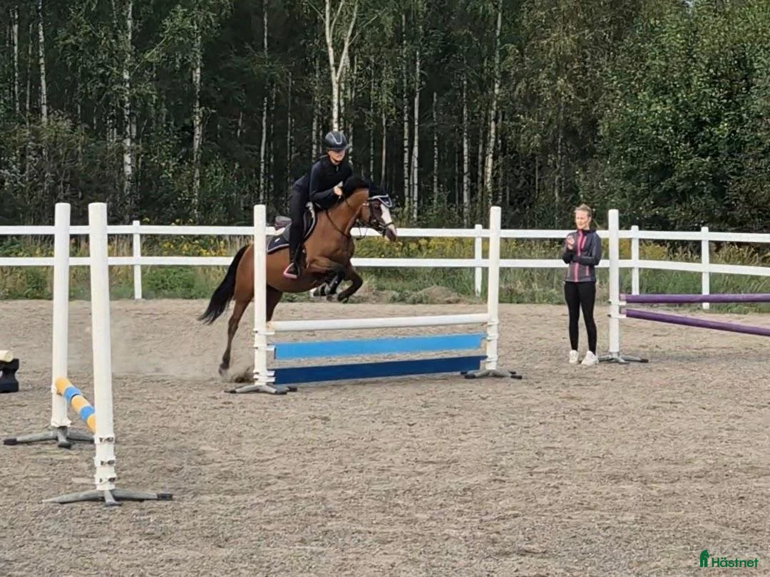 Allround hästar till salu: Maxad B-ponny – Freebirds Foxy Lady - inkl sadel i Värnamo - Annons 2