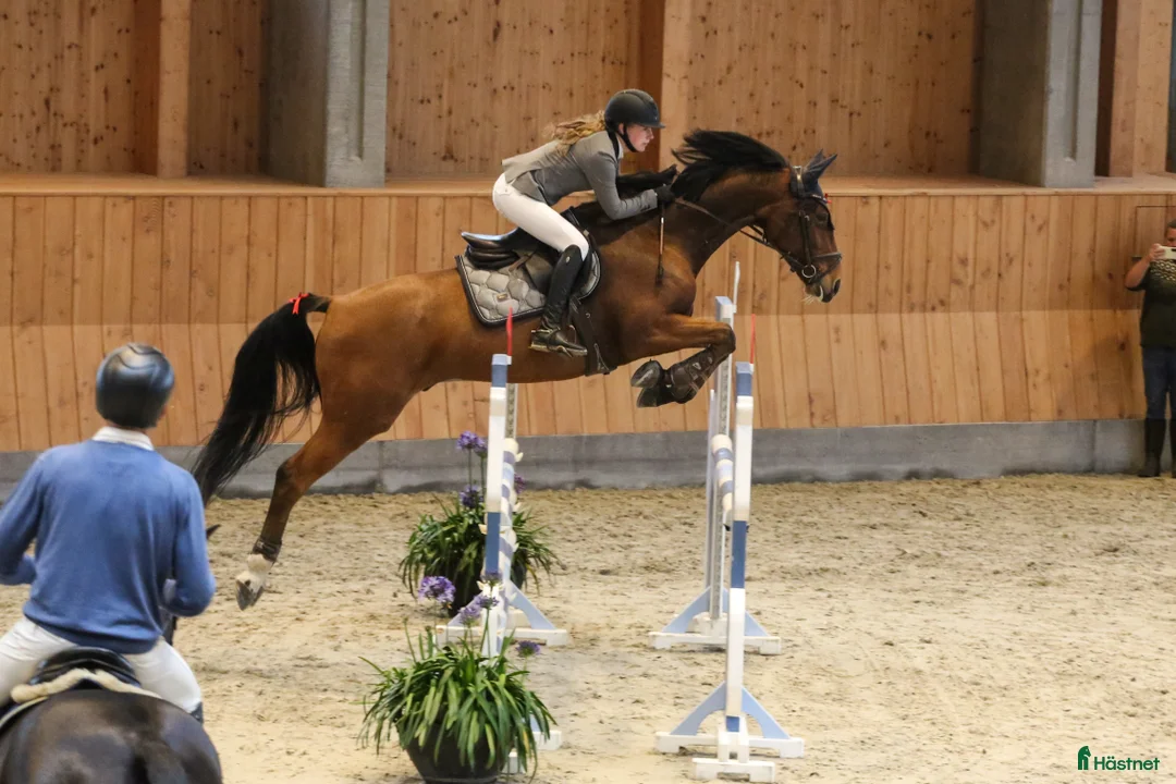 Hoppning hästar till salu: Kvalitetshest - Annons 4