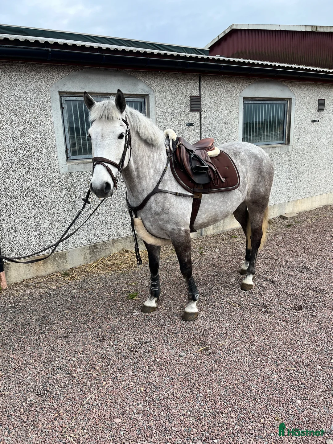 Allround hästar till salu: D-PONNY PERFEKT FÖRSTA PONNY / VERKSAMHET  - Annons 1