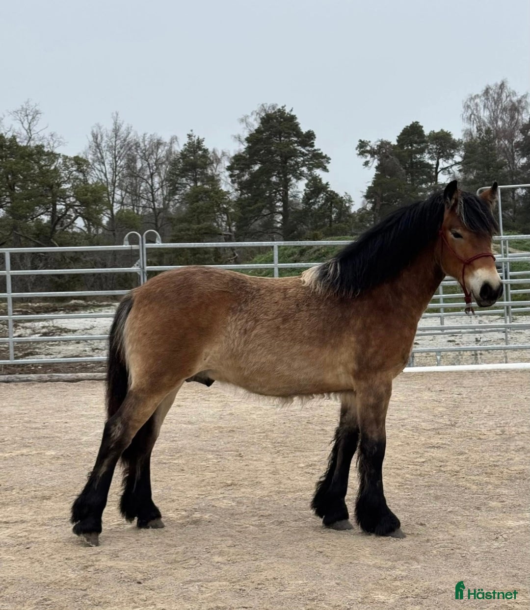 Allround hästar till salu: Cavat, en charmig och social 1 åring! i Klintehamn - Bild 2