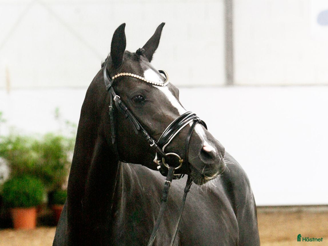  hästar Fantastisk Dressyrponny i Simrishamn - Annons 12