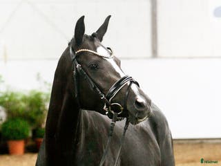 hästar Fantastisk Dressyrponny i Simrishamn - Annons 3