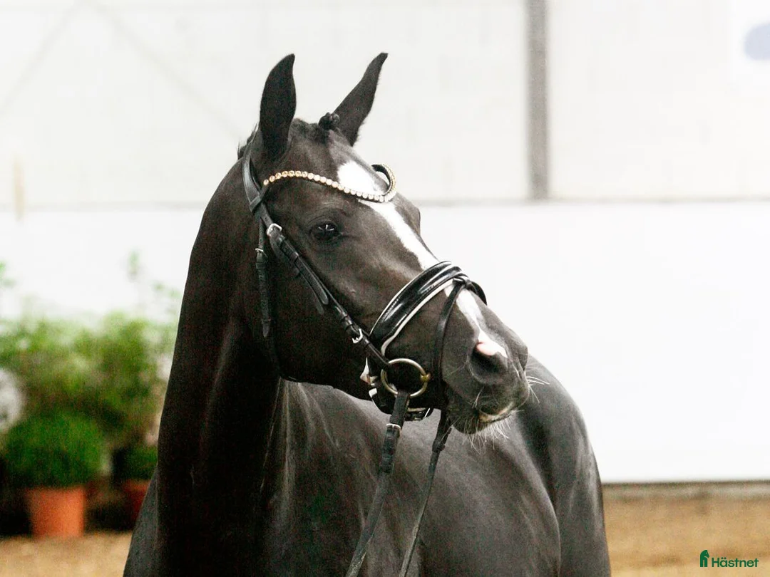 Dressyr hästar till salu: Fantastisk Dressyrponny i Simrishamn - Annons 1