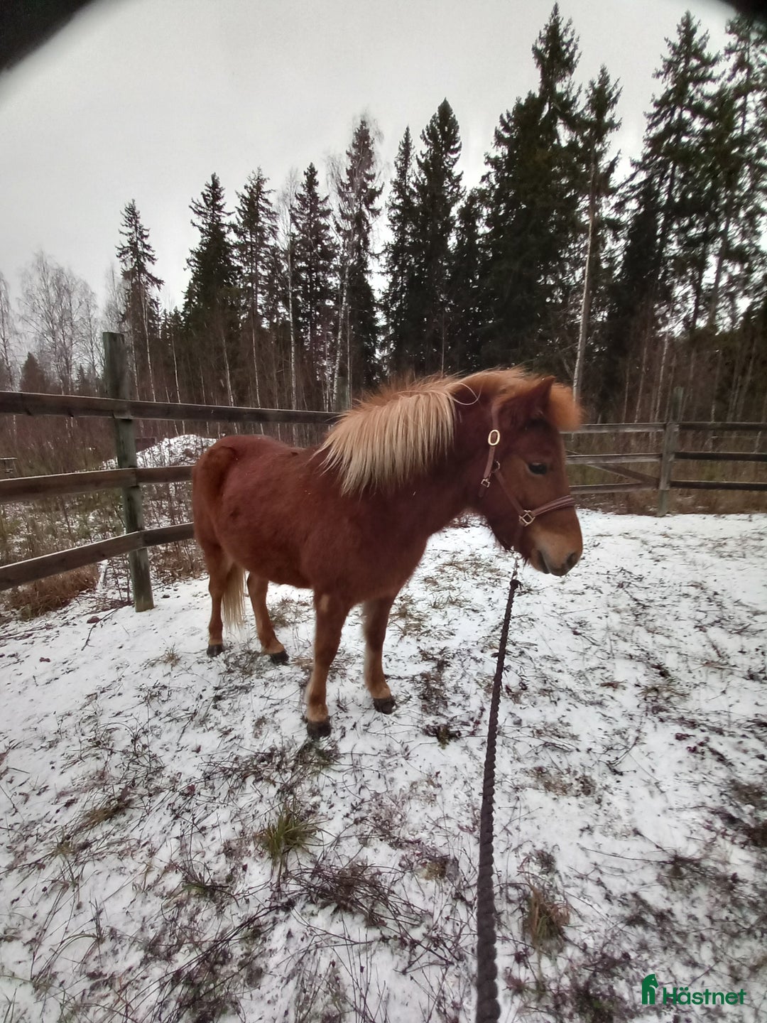 Island hästar till salu: Lovande sto i Våmhus - Annons 4