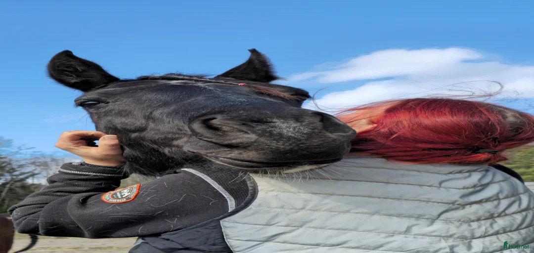 Galleribild {{count}}