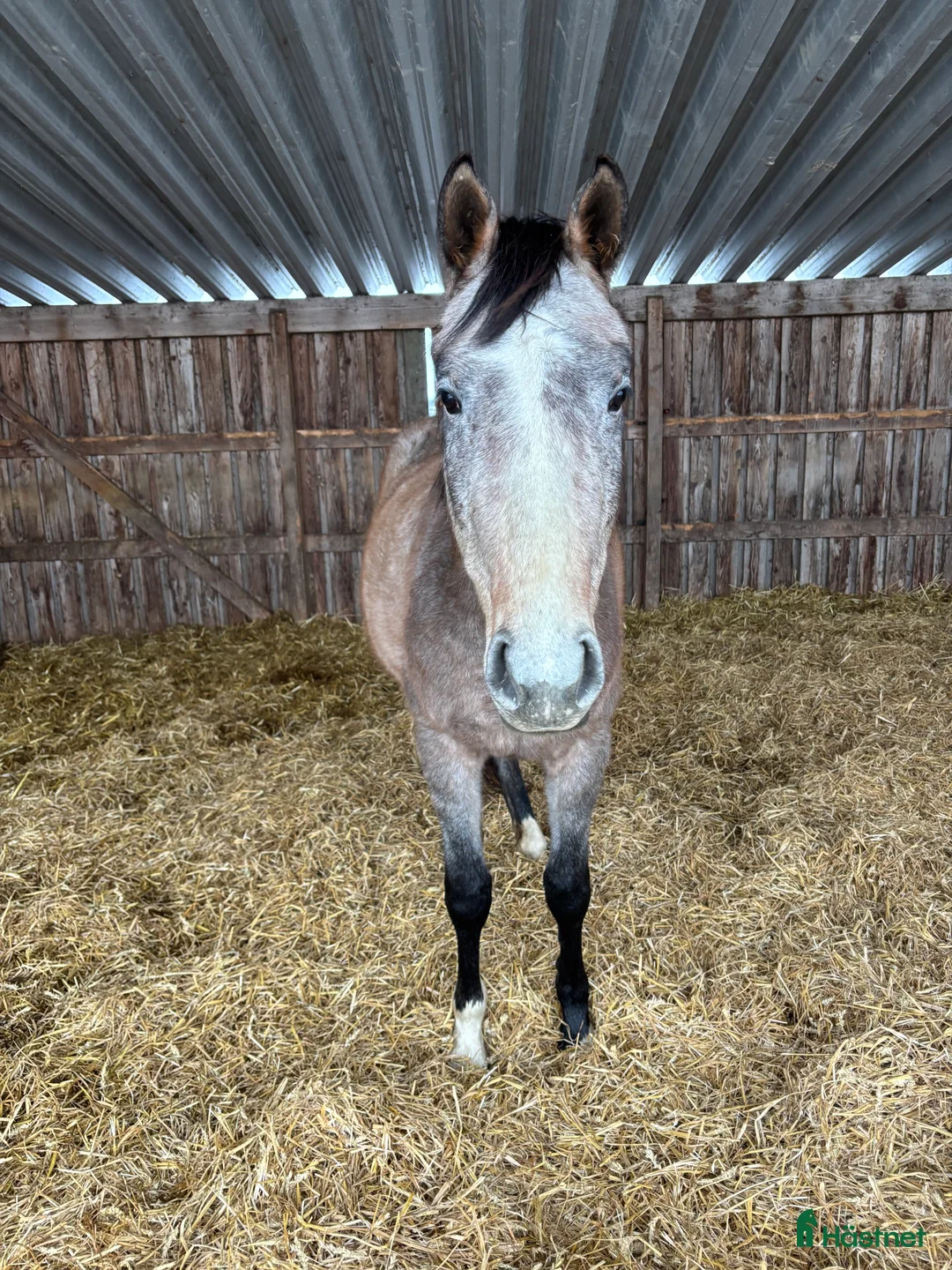 Hoppning hästar till salu: STO FÖDD 2023 i Dösjebro - Annons 1