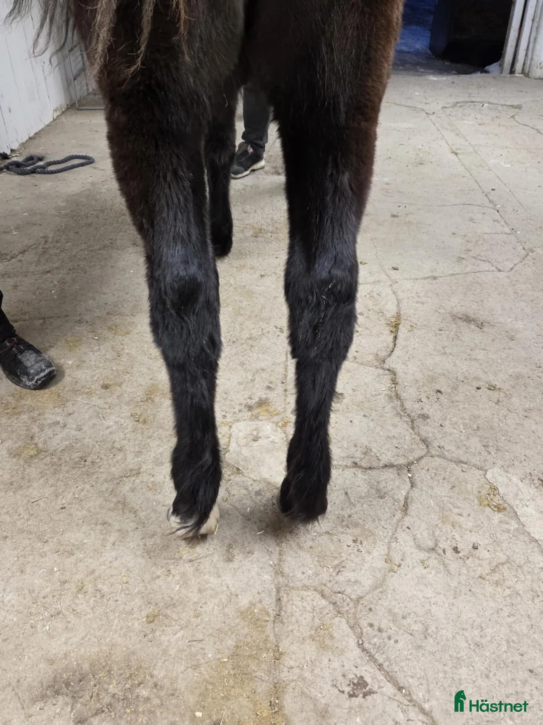 Trav hästar till salu: TrollStina 1 år - Annons 2