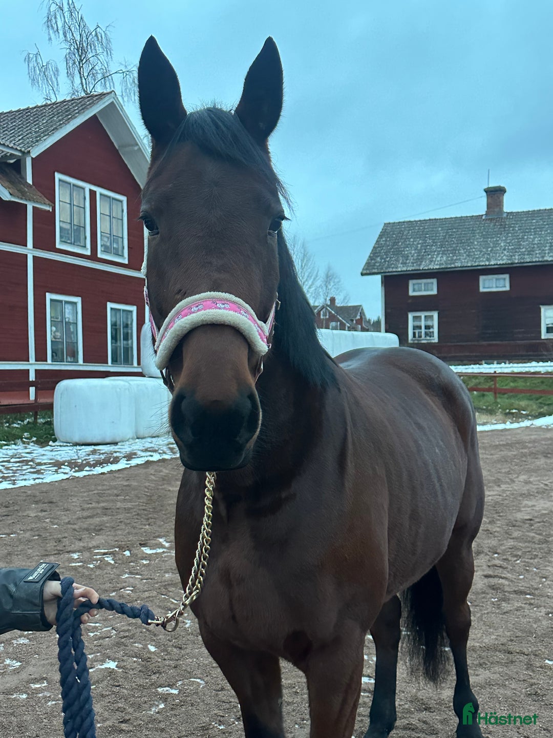 Allround hästar till salu: Sällskap eller skogsmulle i Rättvik - Annons 1