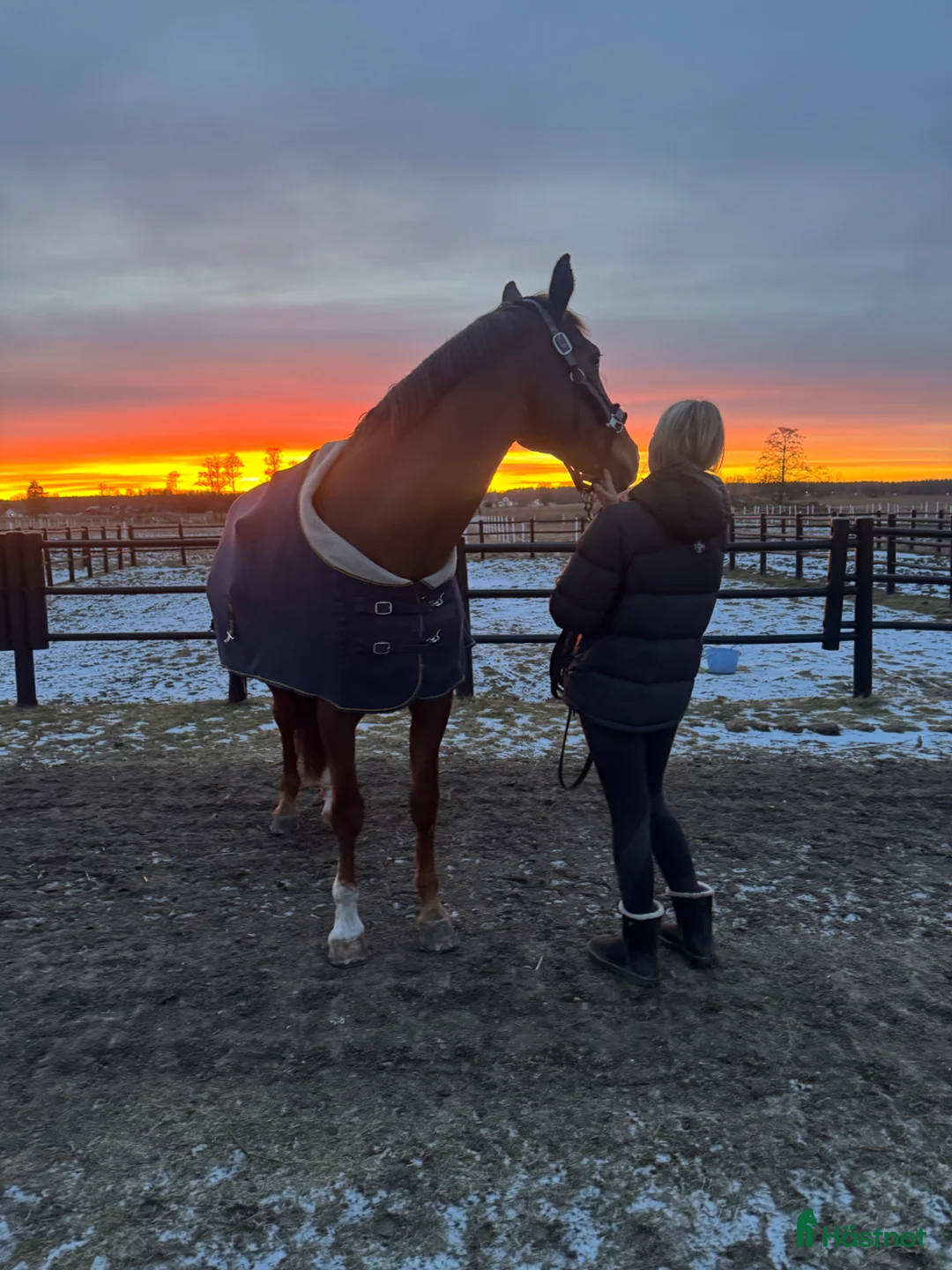 Hoppning hästar sökes: ⭐️⭐️KÖPES⭐️⭐️ - Annons 1