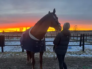 hästar ⭐️⭐️KÖPES⭐️⭐️ - Annons 1