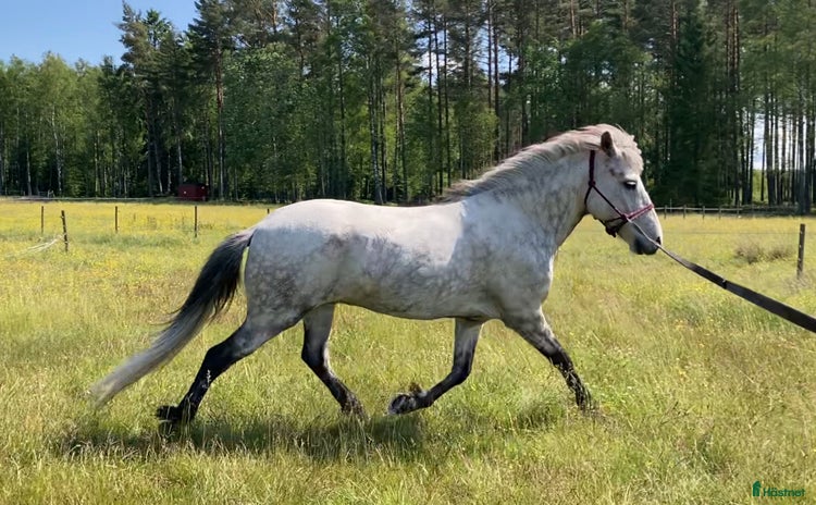  hästar i Töreboda - Annons 2
