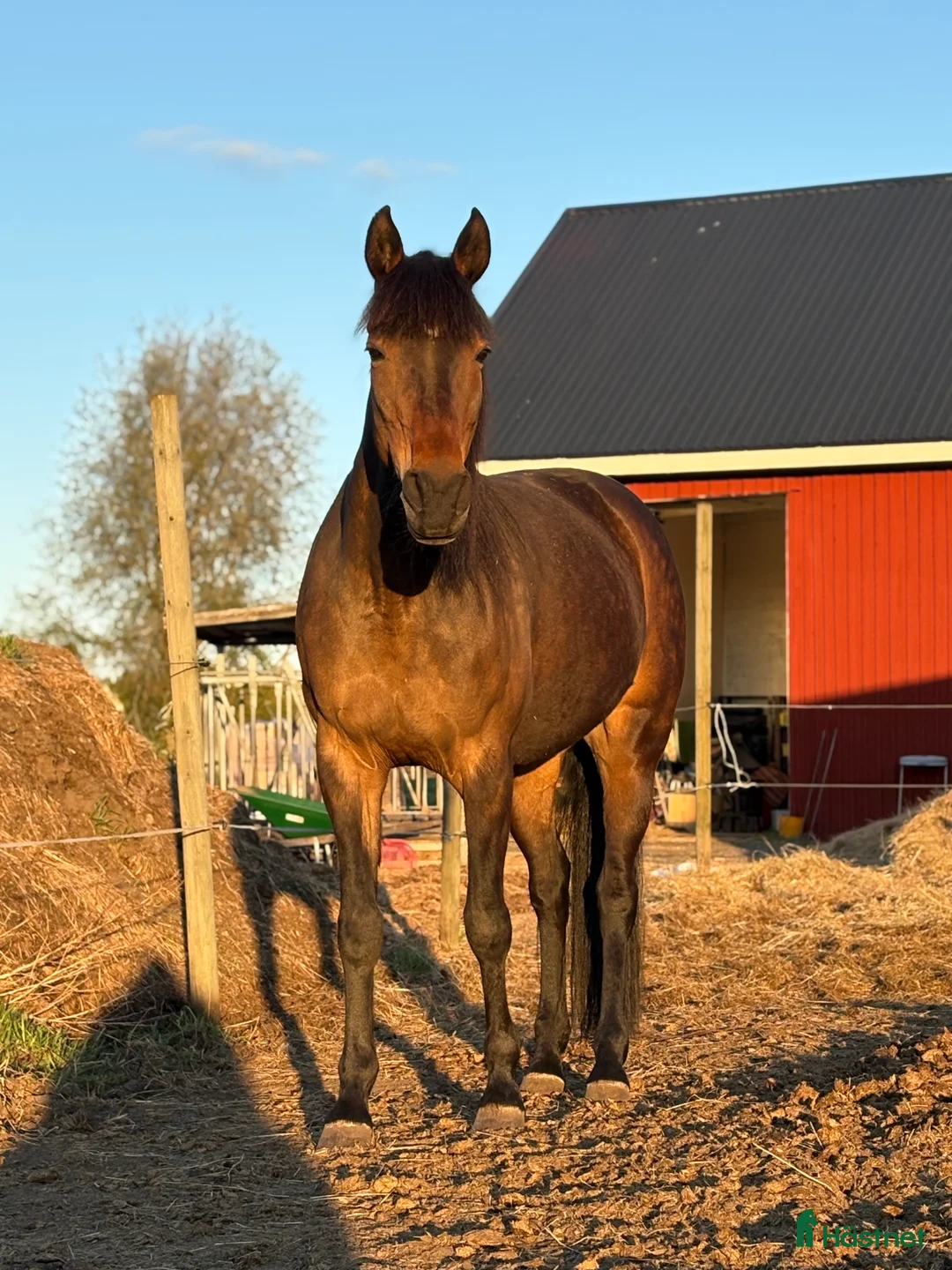 Trav hästar till salu: Lillan - Annons 4