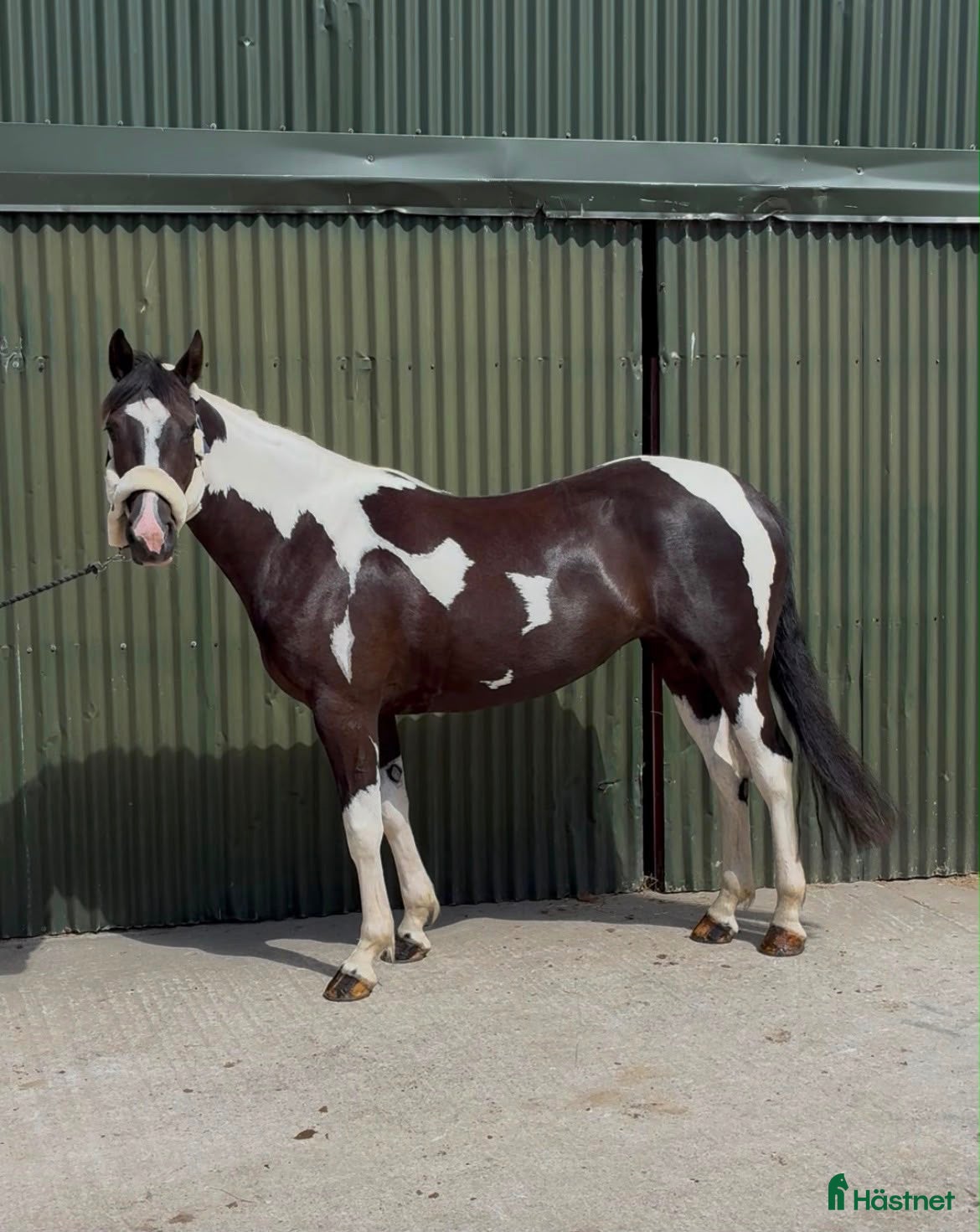  hästar Beautiful coloured mare  - Annons 12