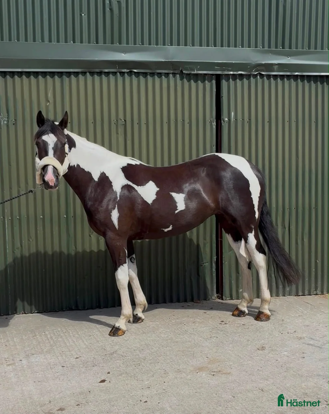 Allround hästar till salu: Beautiful coloured mare  - Annons 1