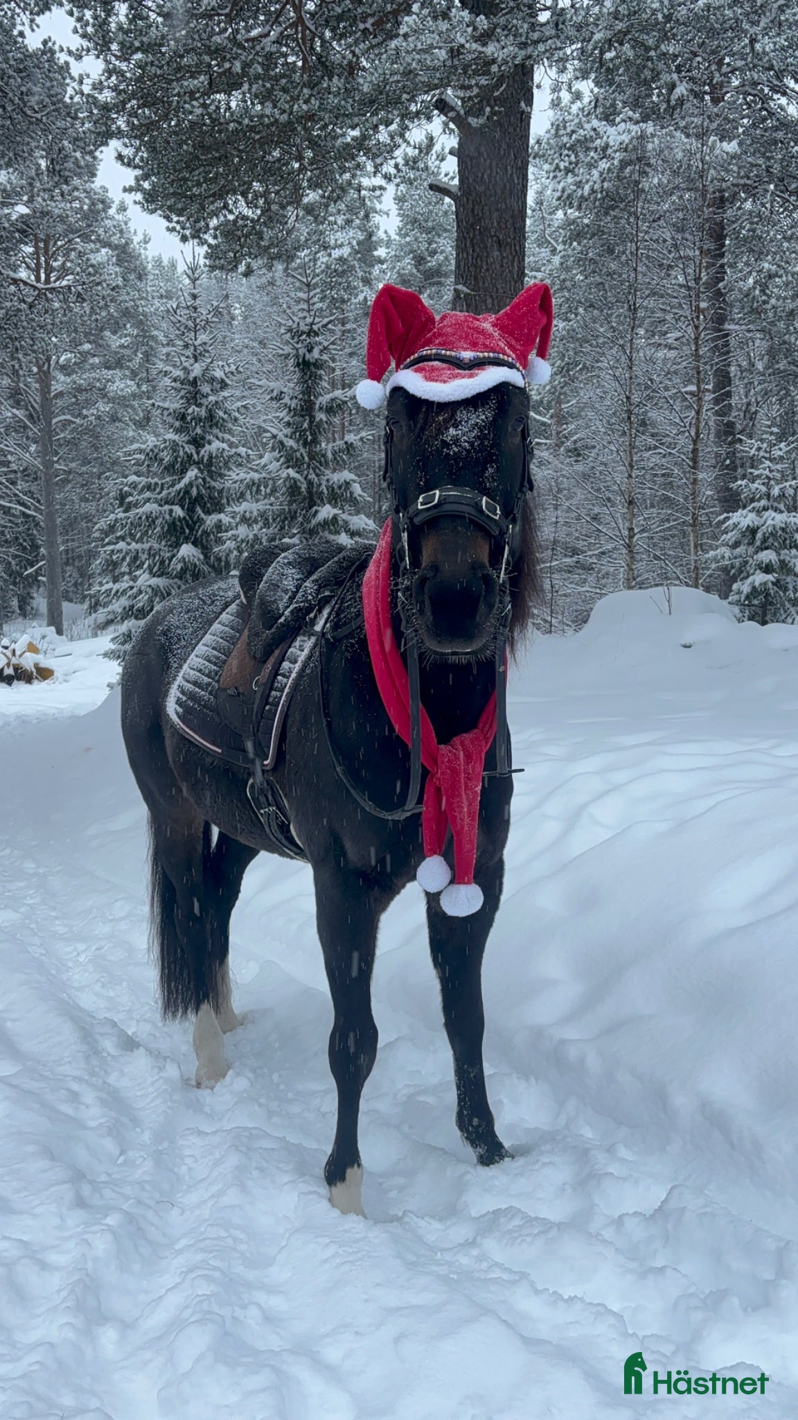 Allround hästar till salu: Super rolig och snäll bästa vän - Annons 6