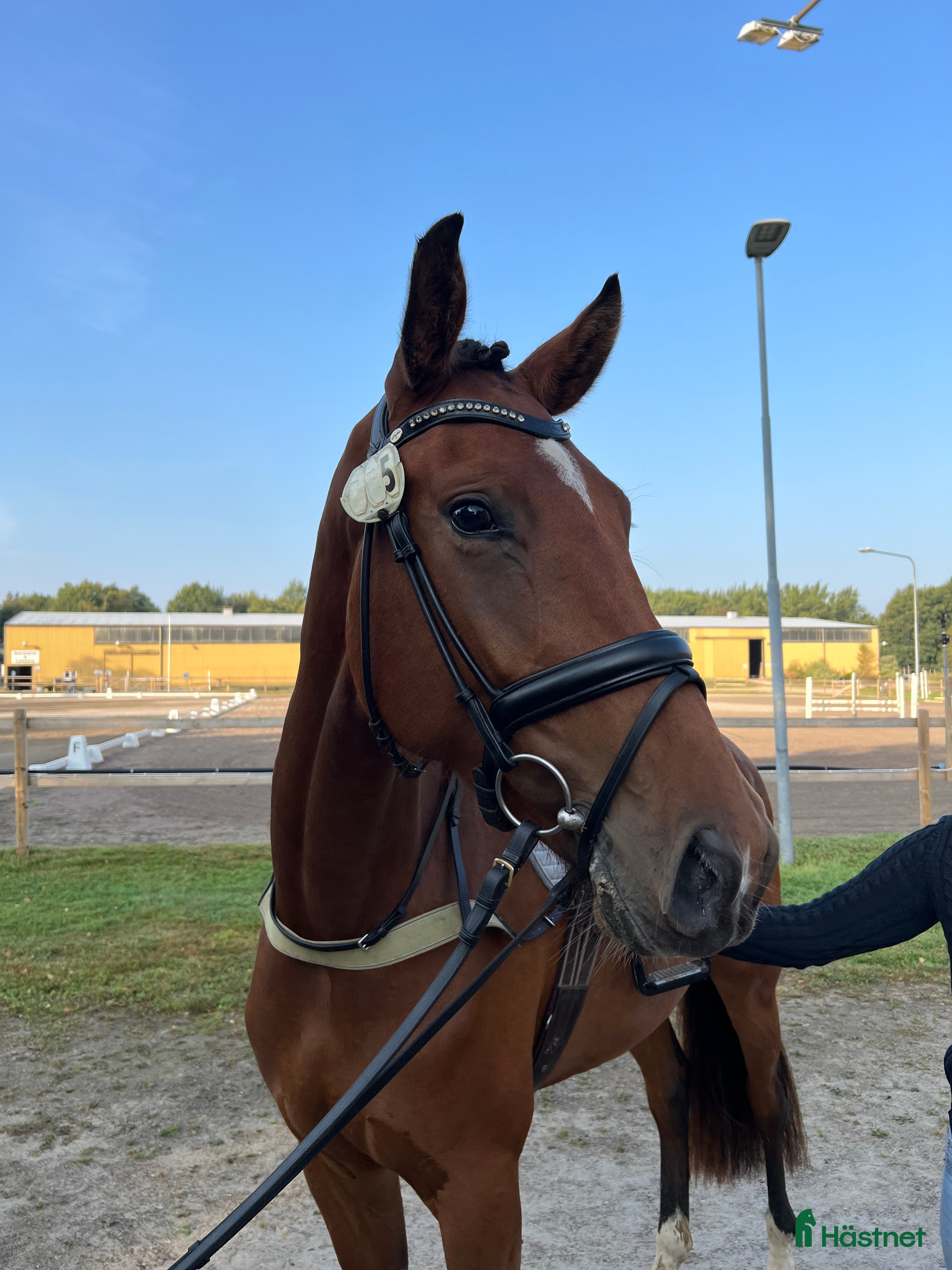  hästar Unghäst för framtiden, röntgad. i Tollarp - Annons 7