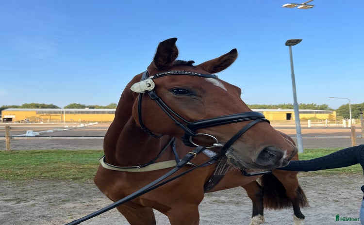  hästar i Tollarp - Annons 4