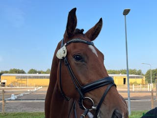 hästar Unghäst för framtiden, röntgad. i Tollarp - Annons 2