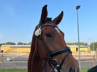 hästar Unghäst för framtiden, röntgad. i Tollarp - Annons 3