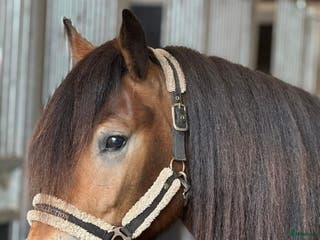 hästar Norsk dølahoppe i Tomter - Annons 7