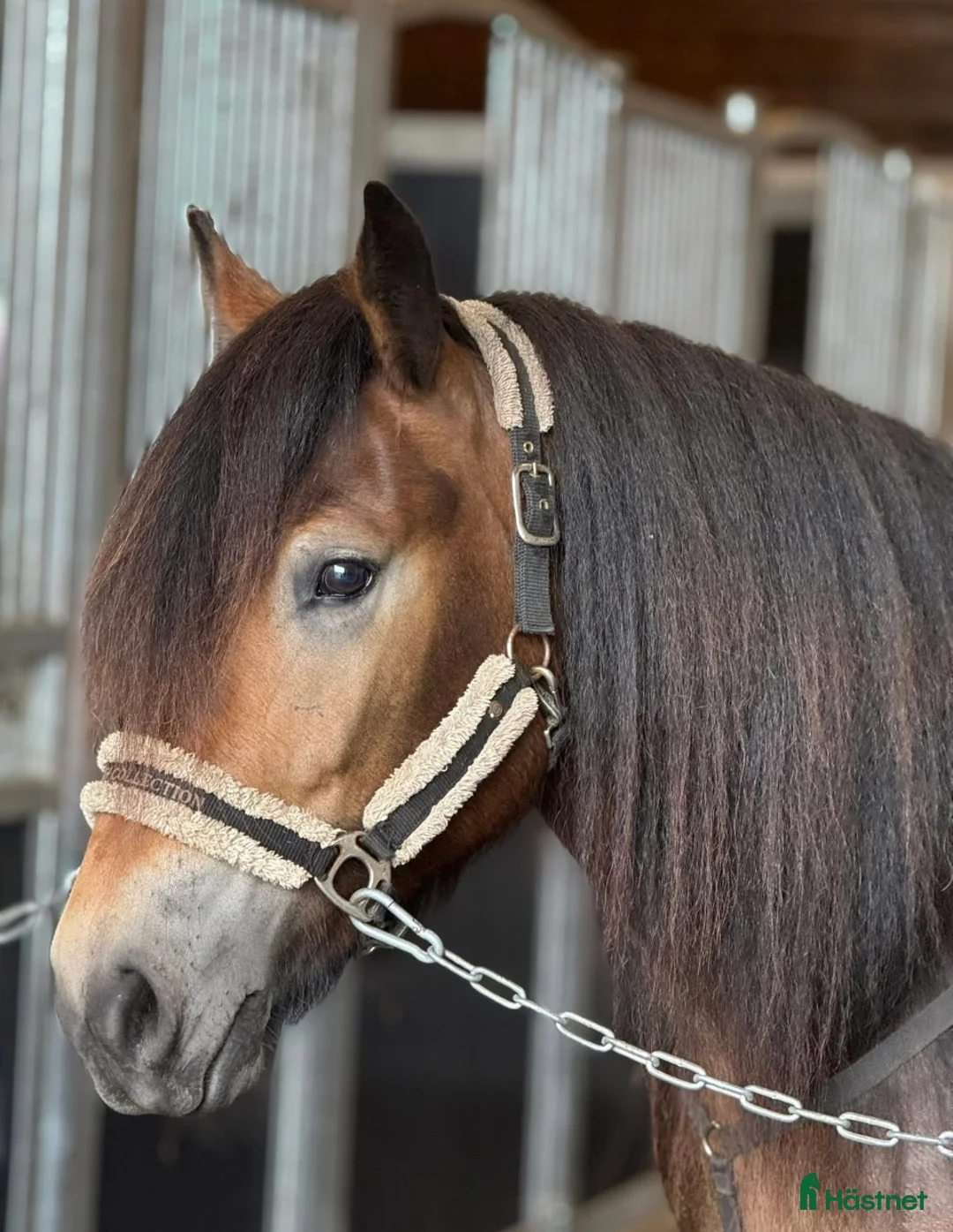 Körning hästar till salu: Norsk dølahoppe  i Tomter - Annons 1