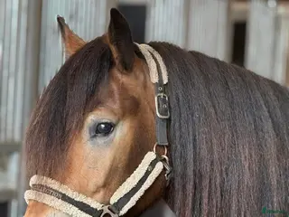 hästar Norsk dølahoppe i Tomter - Annons 5