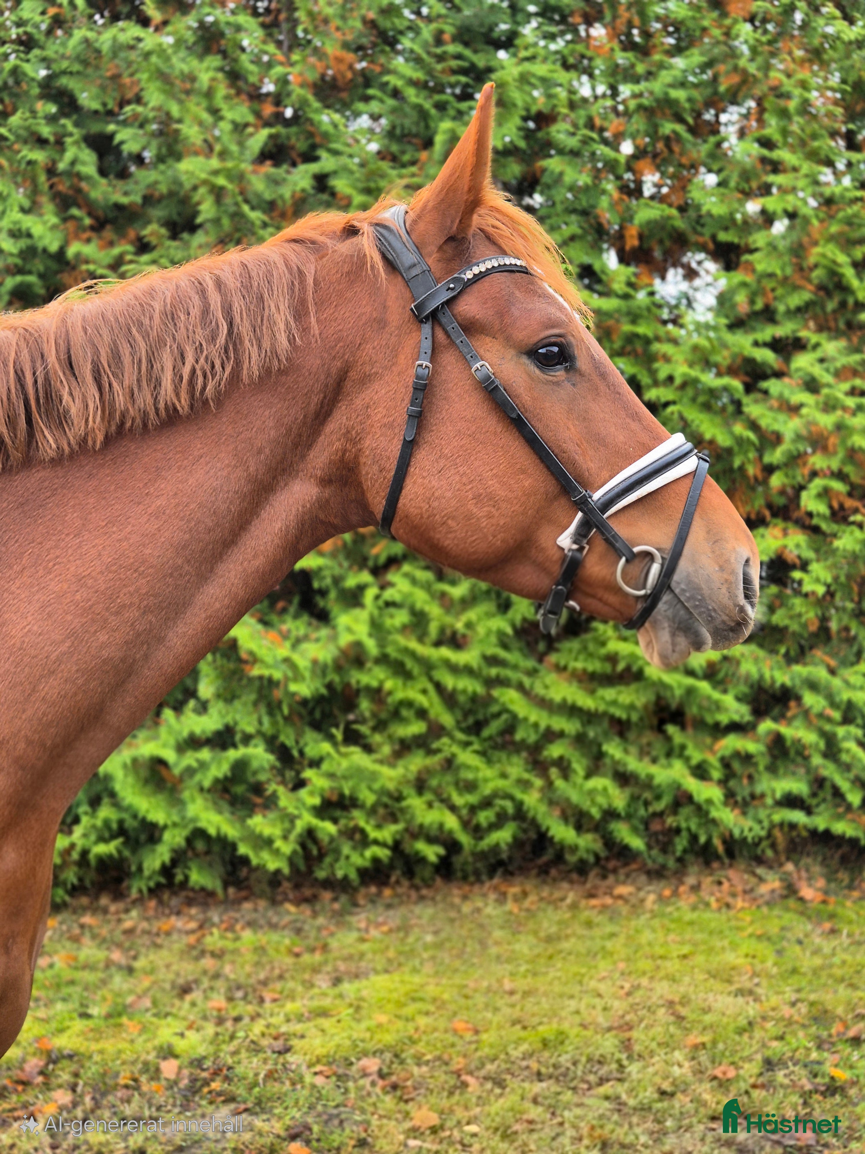  hästar Perfekt första unghäst i Garphyttan - Annons 15