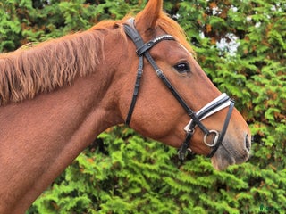 Allround hästar till salu: Perfekt första unghäst i Garphyttan - Annons 2