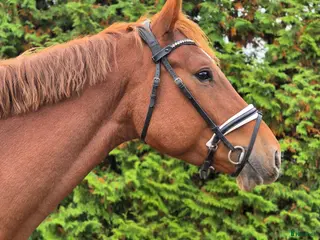 hästar Perfekt första unghäst - Annons 12