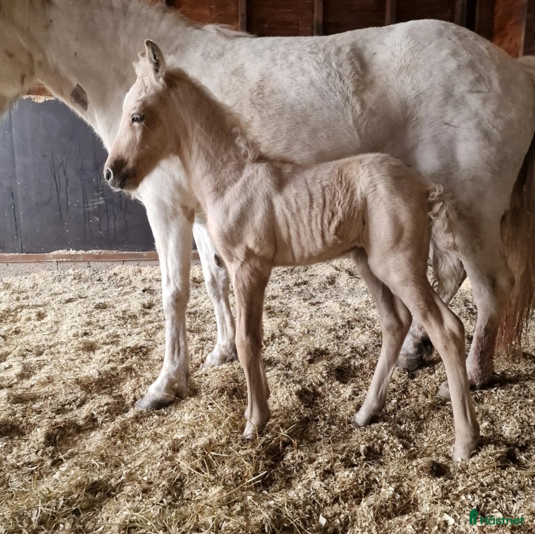 Island hästar till salu: Läckert hingstföl  i Frösön - Annons 2