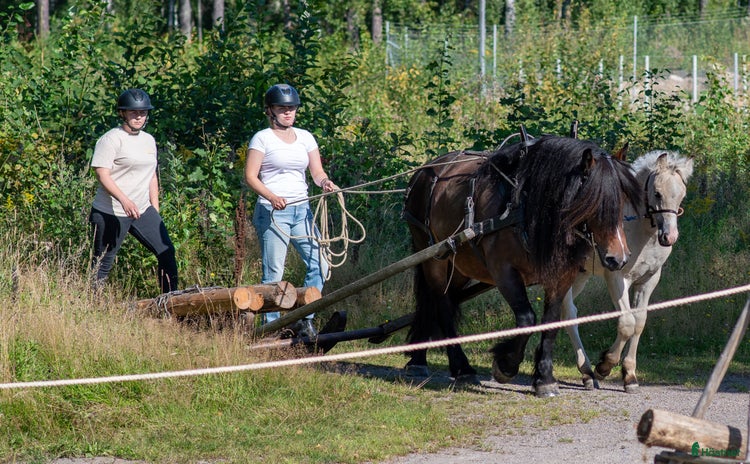  hästar TINGAD! Dora 🌟 i Årjäng - Annons 2