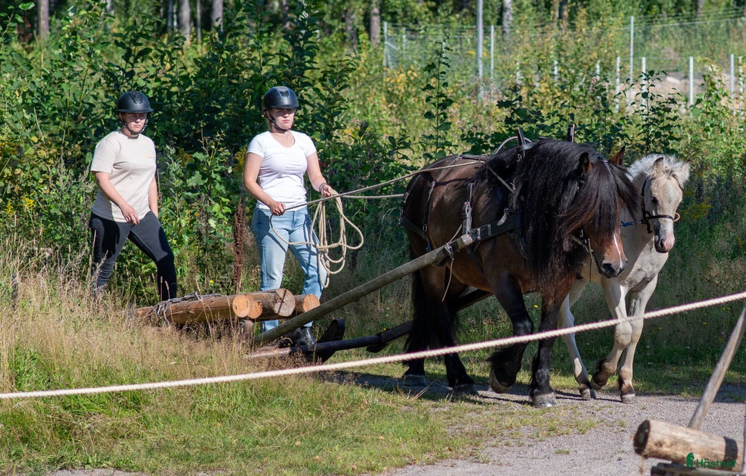 Körning hästar till salu: TINGAD! Dora 🌟 i Årjäng - Annons 1