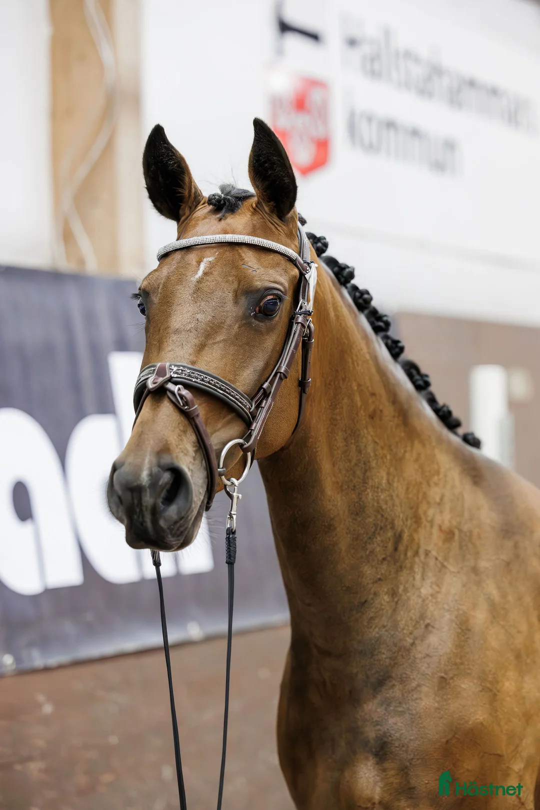 Hoppning hästar till salu: Lovande hopphäst e. Gamelus - Ludwigs Champion - Annons 2
